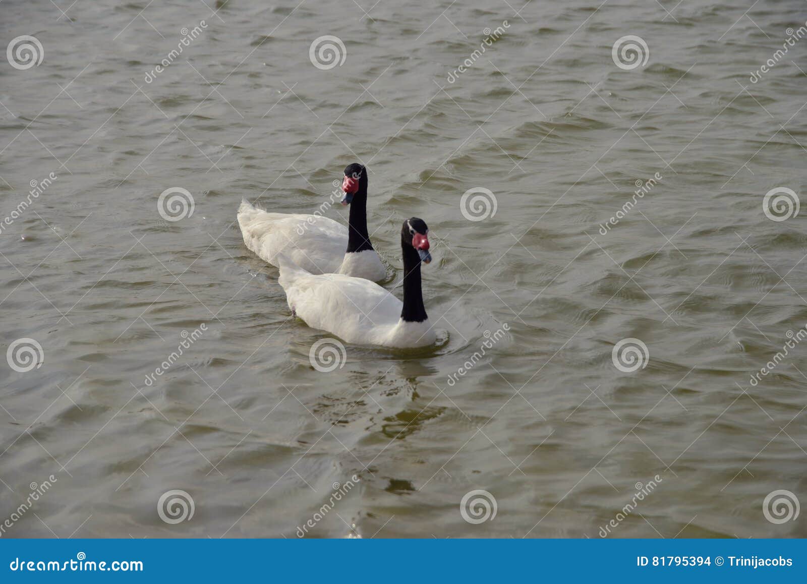 black necked swans at al qudra lakes, dubai