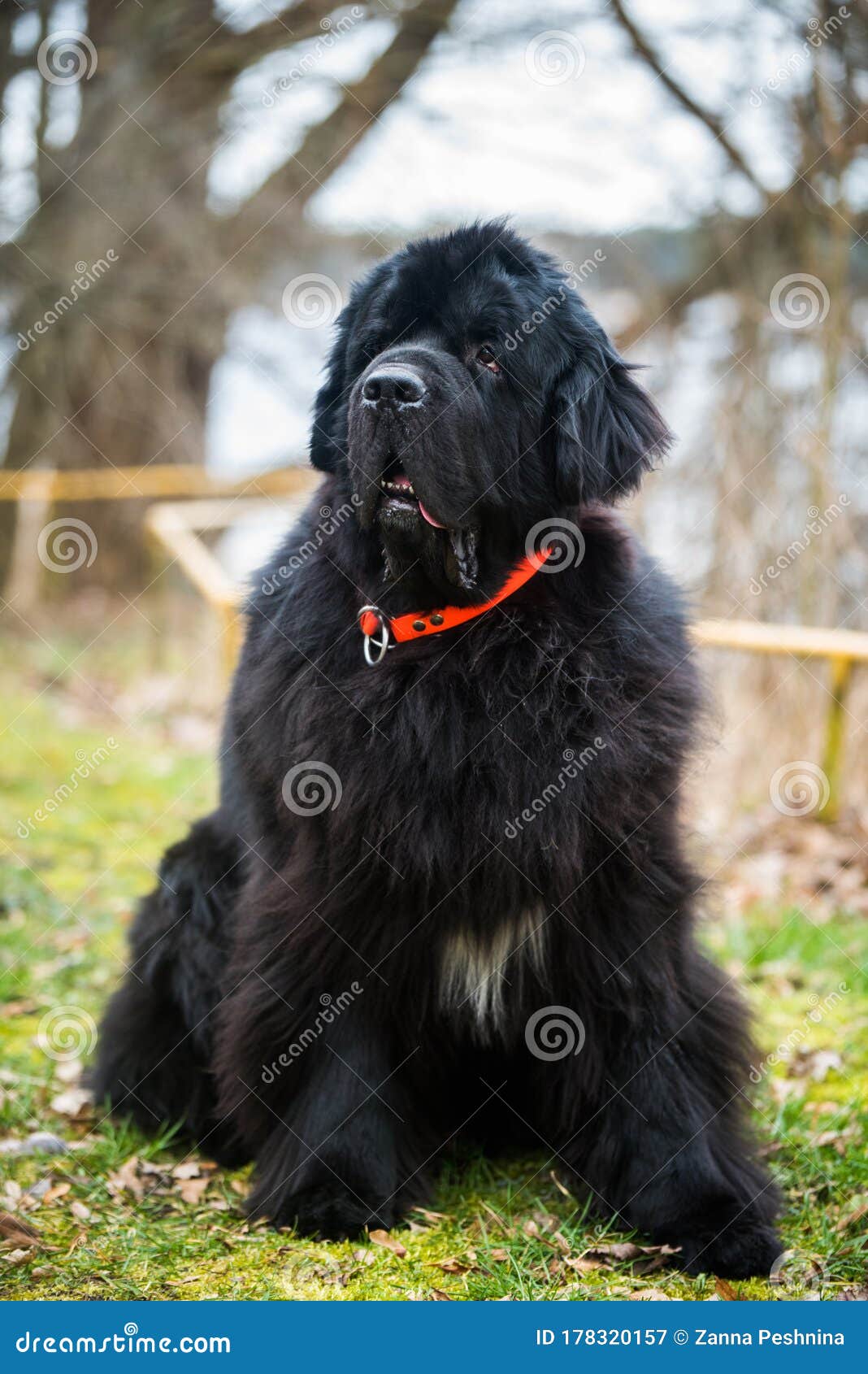 Black Newfoundland Giant Large Size Dog Outside Stock Image - of adult, black: 178320157