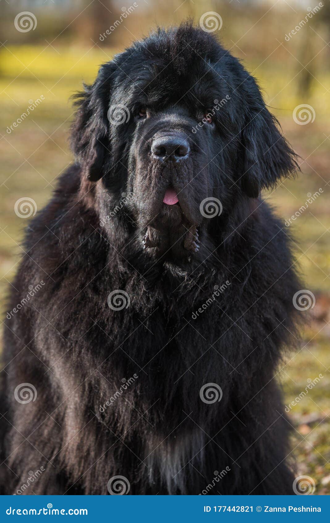 giant water dog