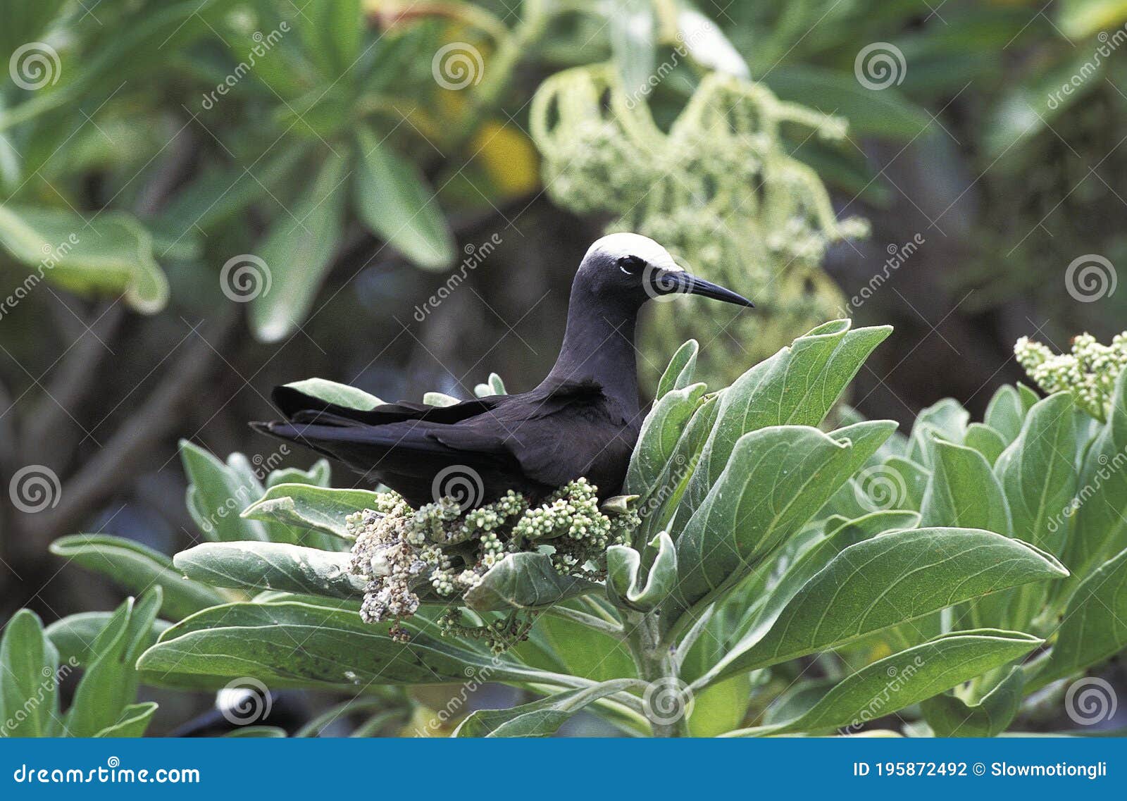 black noddy, anous minutus, adult standing on branch, australia