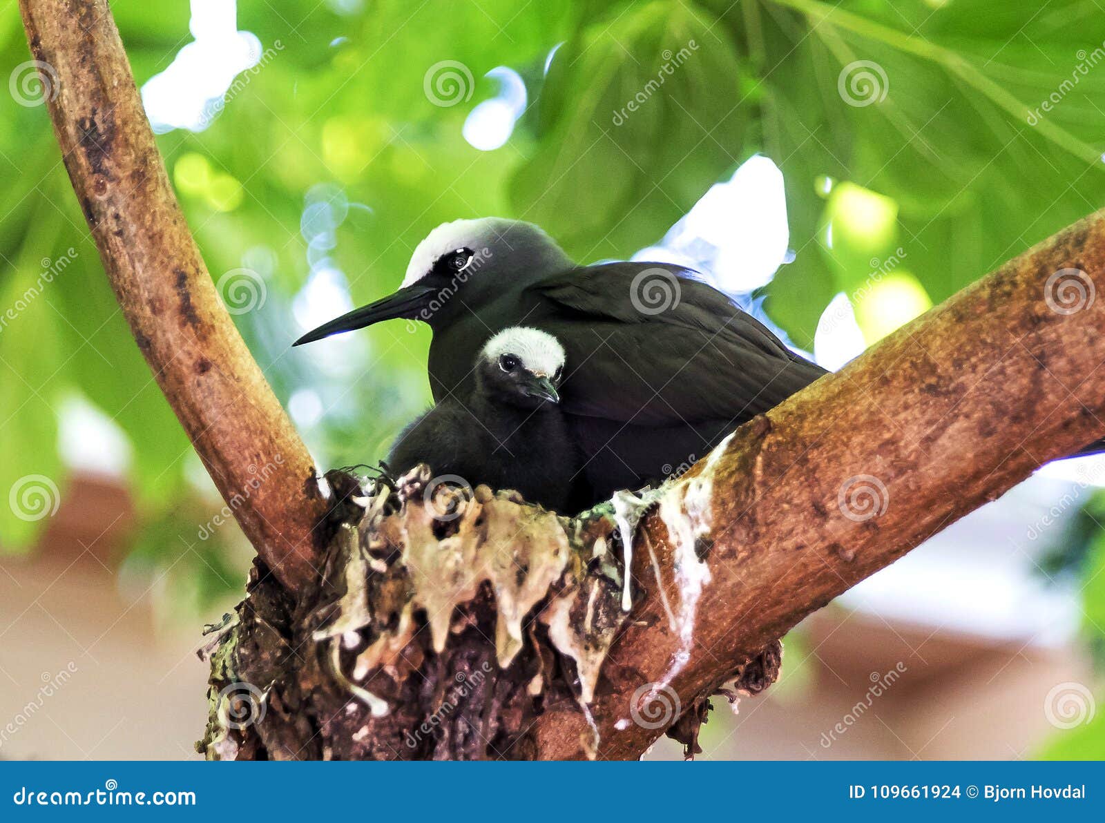black noddy bird with chick.