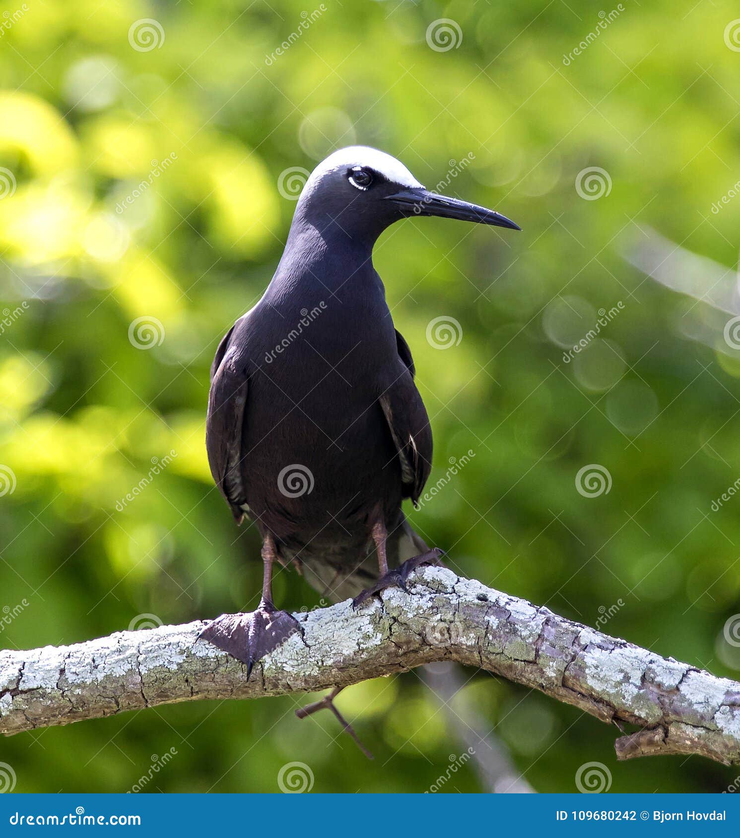 black noddy bird