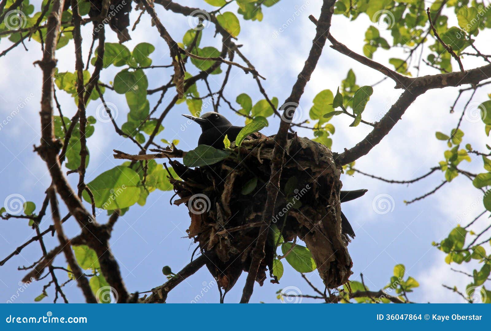 black noddy nesting