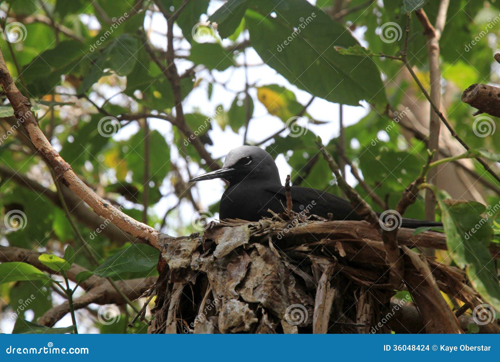 black noddy nesting