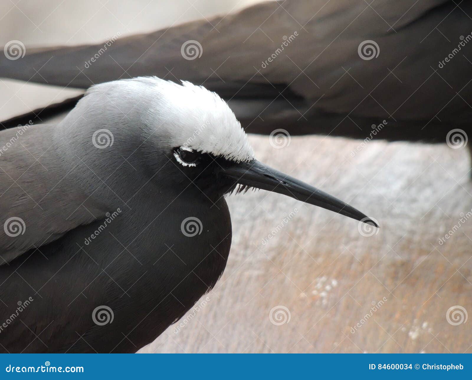 black noddy or white-capped noddy anous minutus