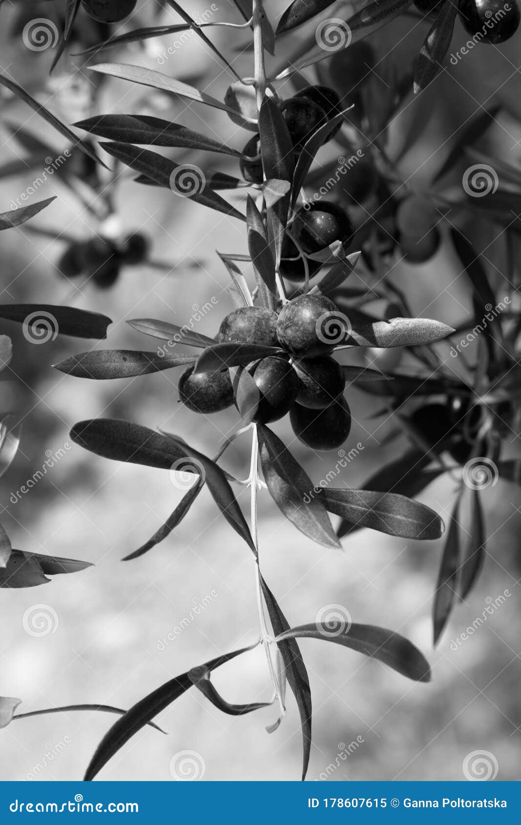 Black Olive Olea Europaea Growing at Wild Olive Tree Stock Image