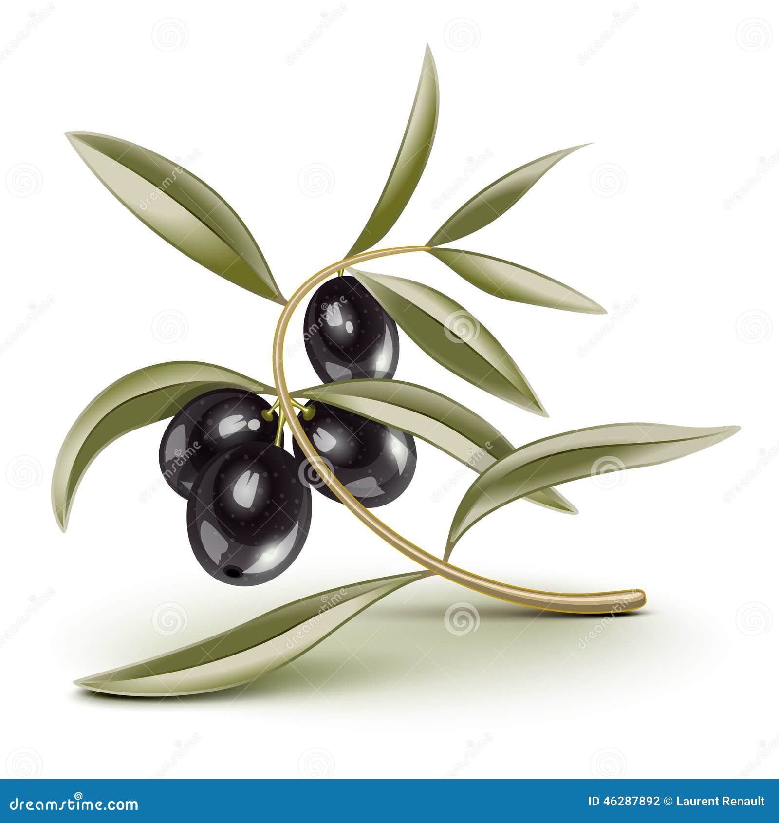 Black olives branch stock vector. Illustration of italy 46287892