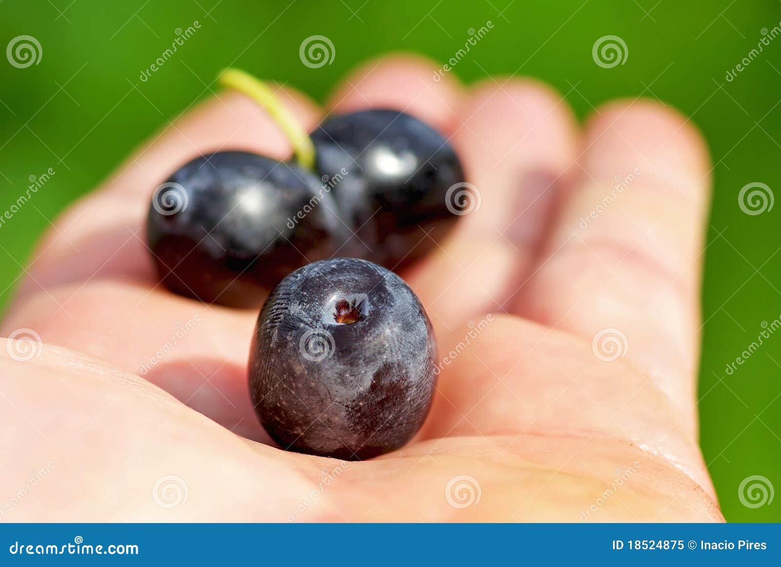 Black olives on hand . stock image. Image of isolated 18524875