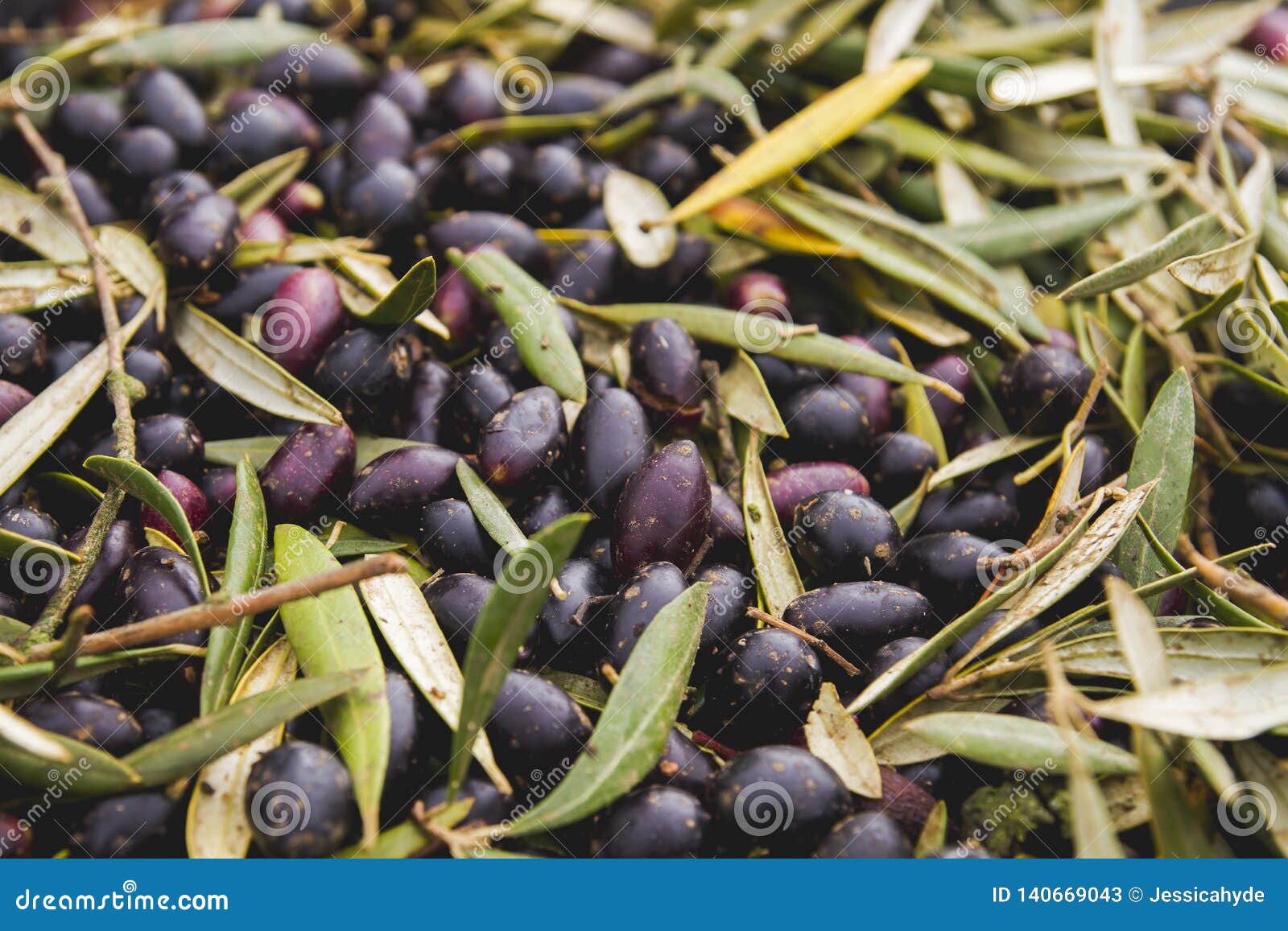 Black olives harvest stock image. Image of agriculture 140669043