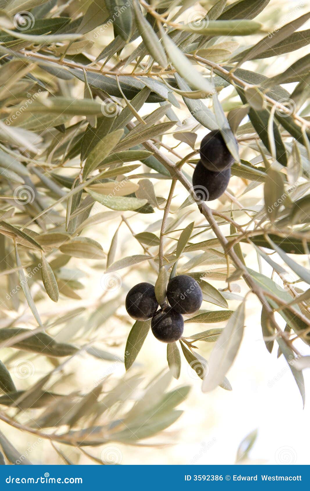 Black olives on tree stock photo. Image of north, healthy 3592386