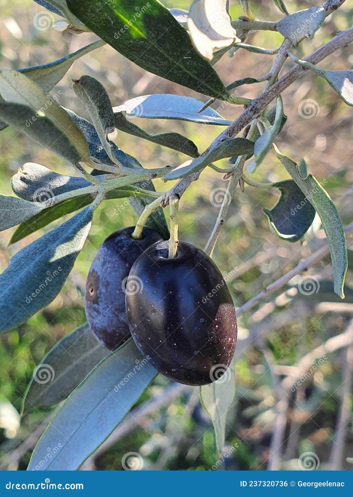 Black Olives on the Tree during December in Cyprus Republic Stock Photo