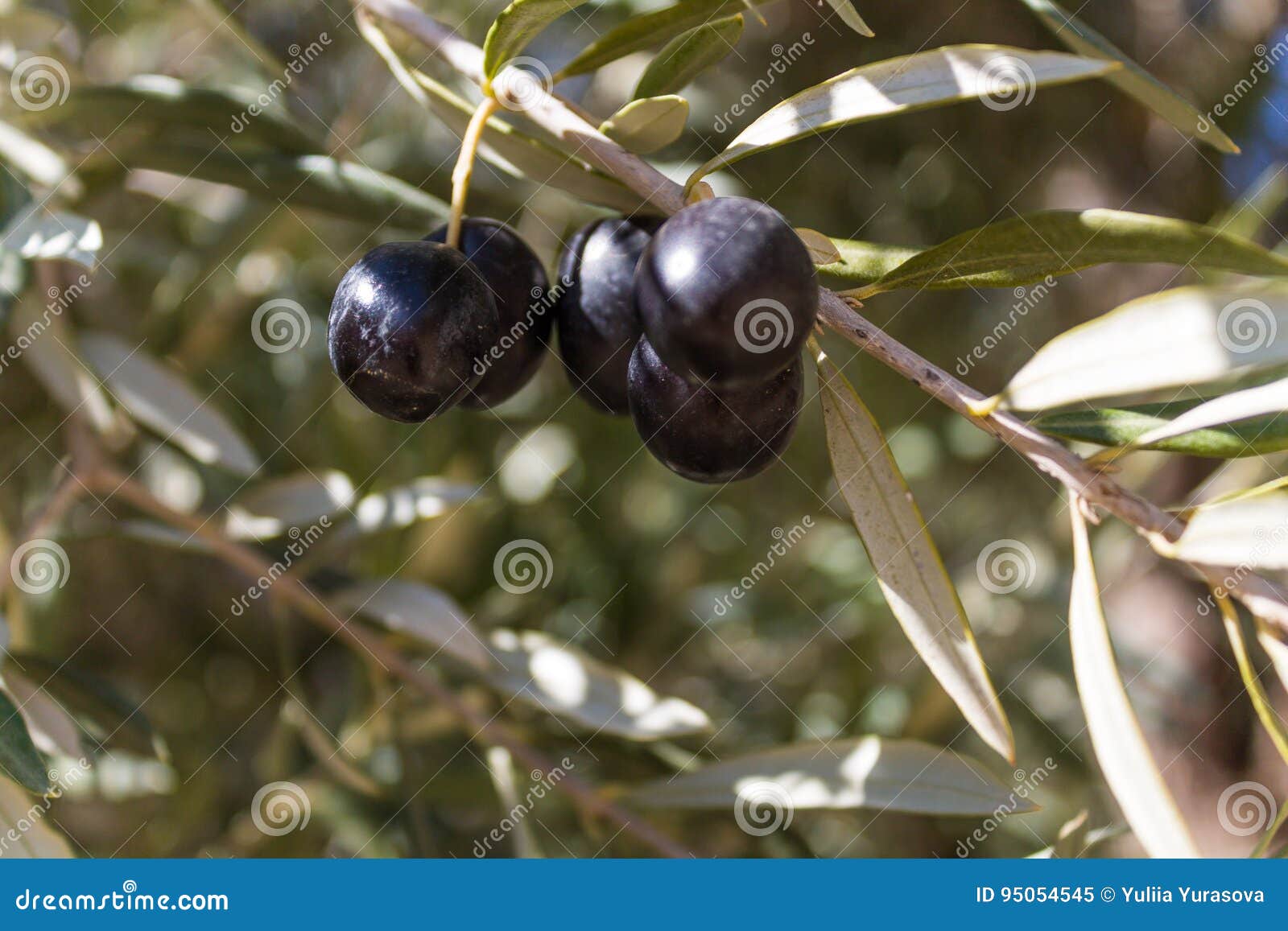 Black olives on the tree stock image. Image of garden 95054545