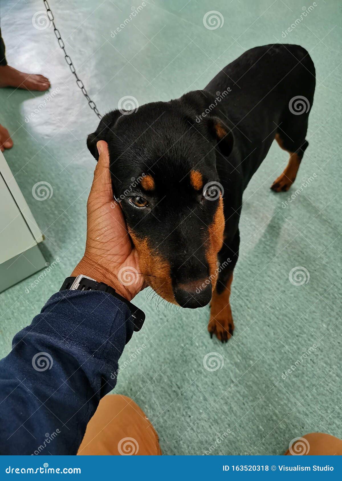 A Black and Orange Dog is Being Held by His Employer Stock Photo
