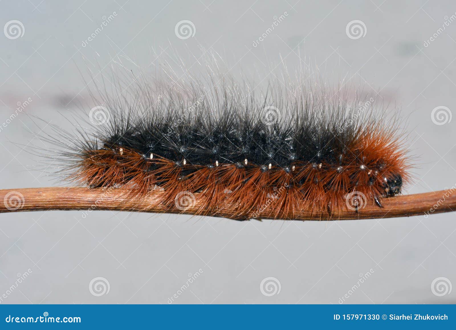 Black And Orange Hairy Caterpillar Of The Garden Tiger Moth Stock Photo Image Of Isolated Wildlife