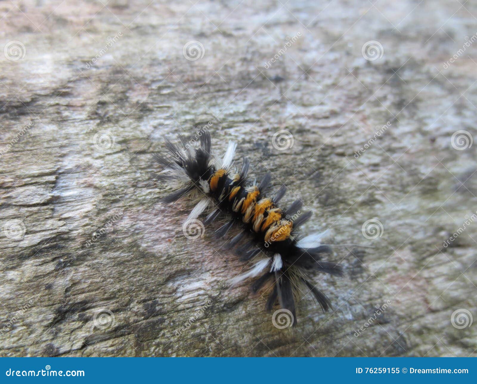 Black Orange And White Hairy Caterpillar Stock Image Image Of