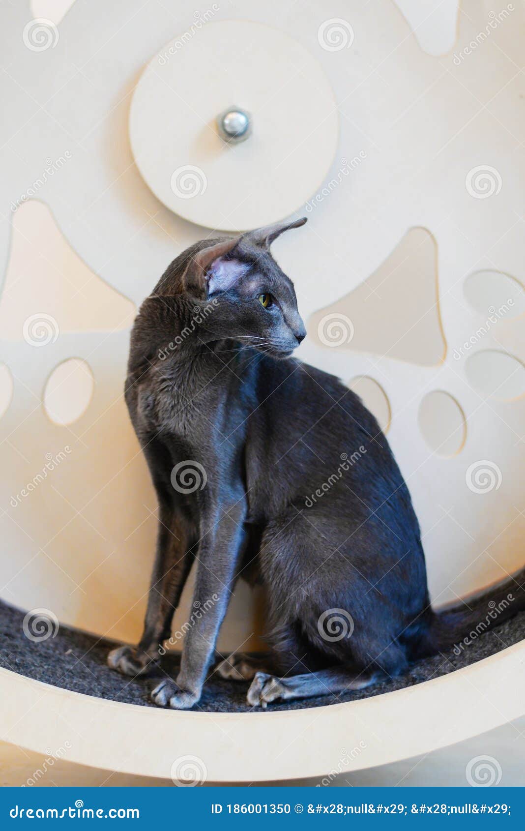 Black Oriental Shorthair, Big Ears Thin Cat Stock Photo Image of eyes, domestic 186001350