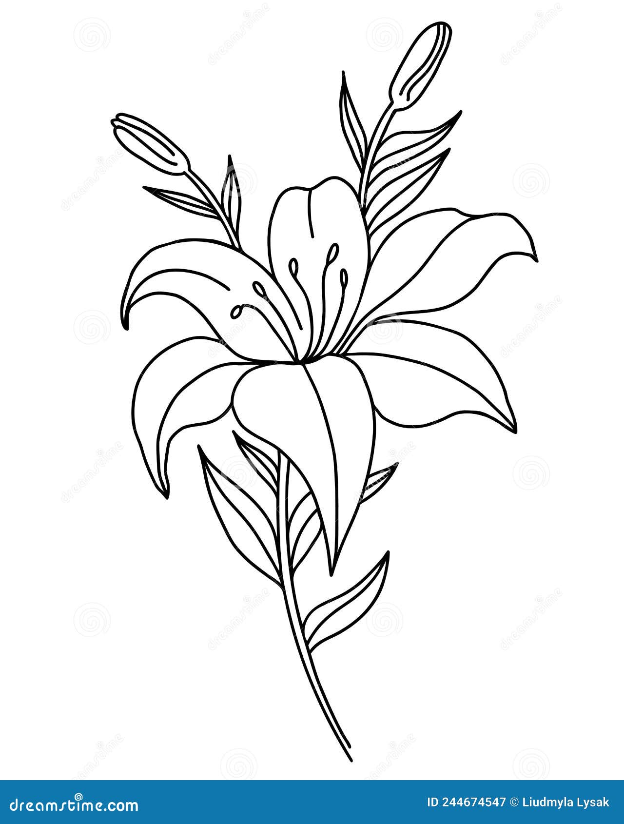 Black Outline of Lily Flowers. Branch with Flowers and Buds Stock ...