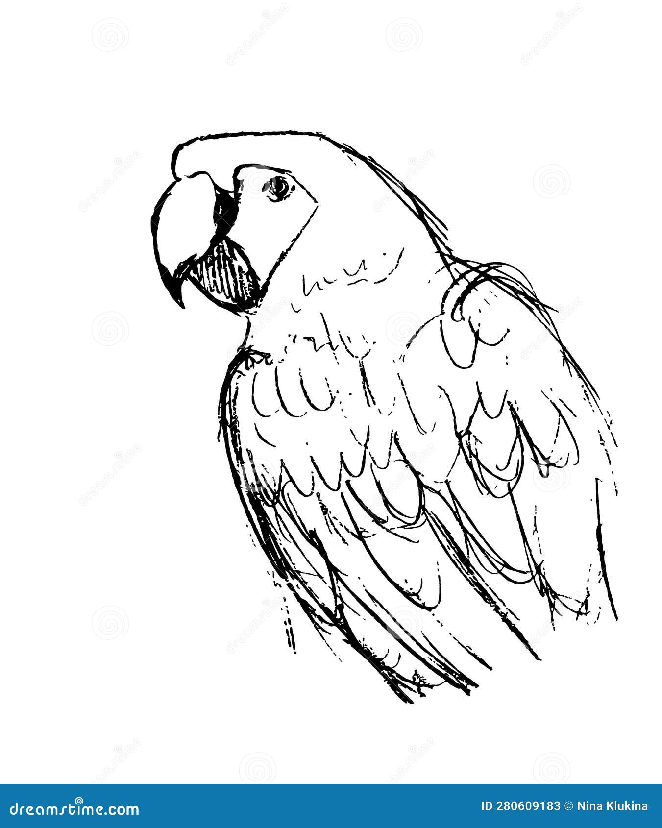 Black Outline of a Parrot on a White Background Stock Illustration ...