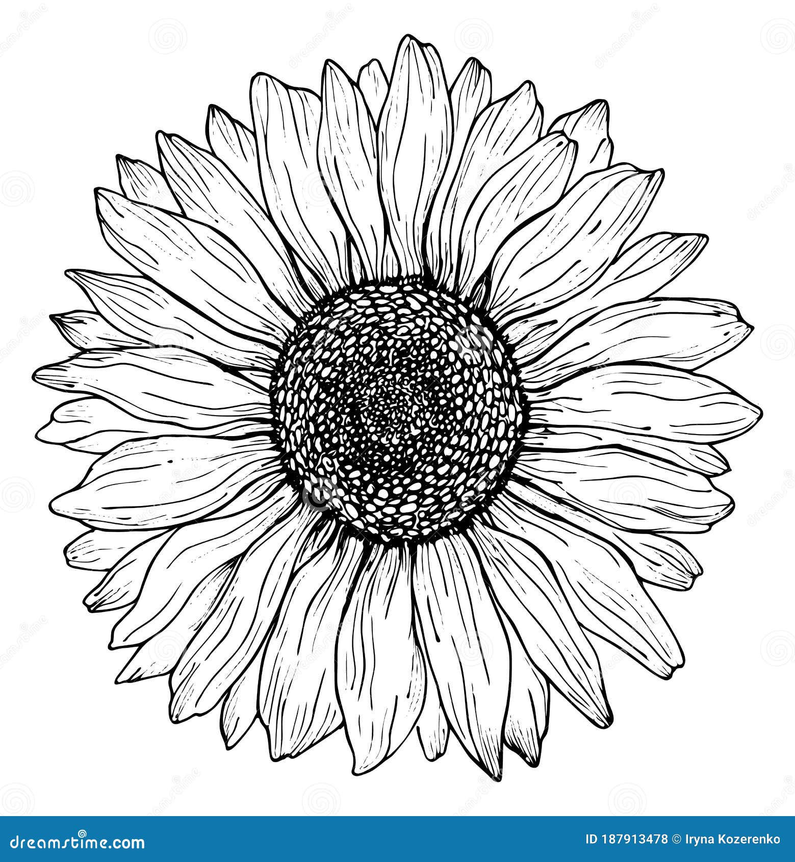 Sunflower line drawing - lapfans.com