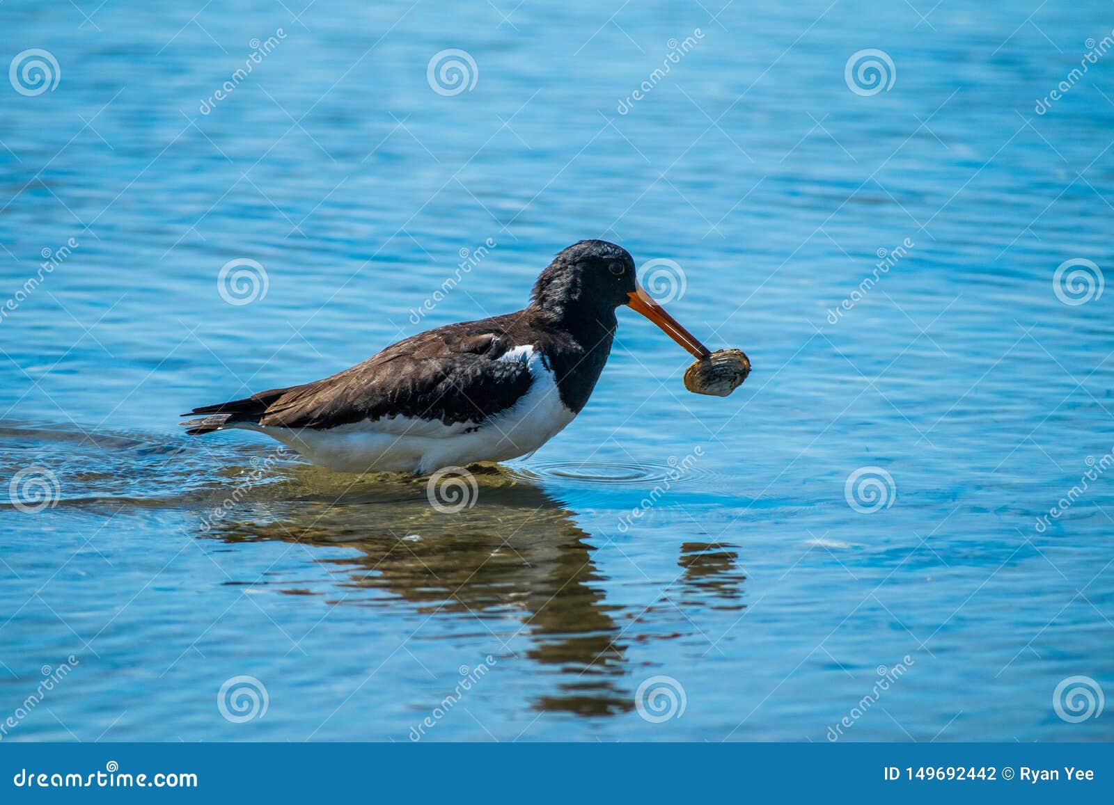 Black oyster catcher stock photo. Image of bird, pied 149692442
