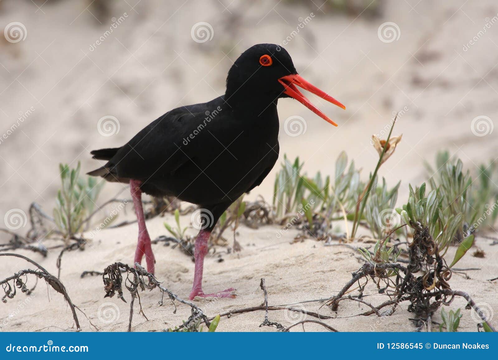 Black Oystercatcher Bird stock image. Image of oystercatcher 12586545