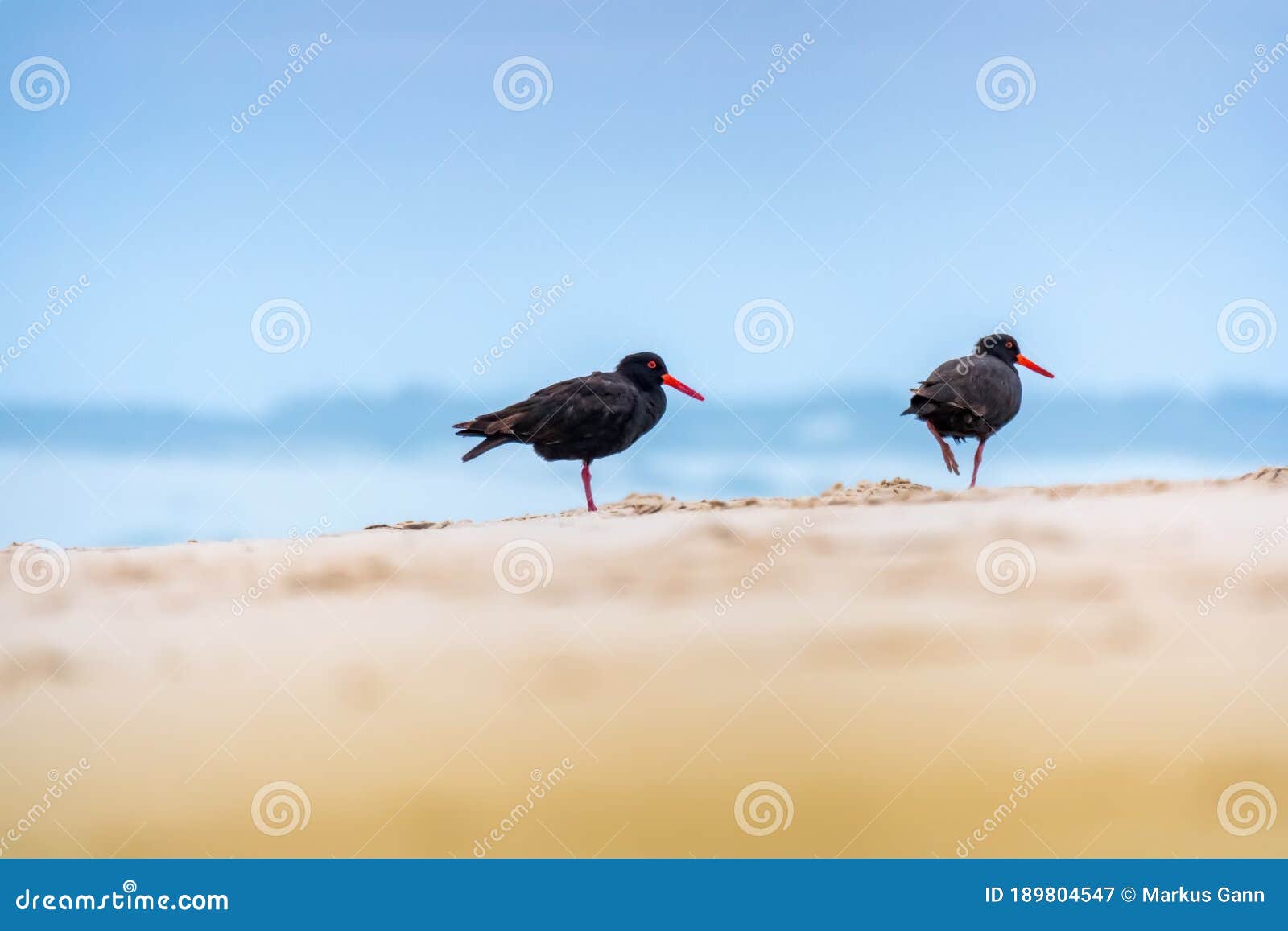 Black Oystercatcher bird stock image. Image of australia 189804547