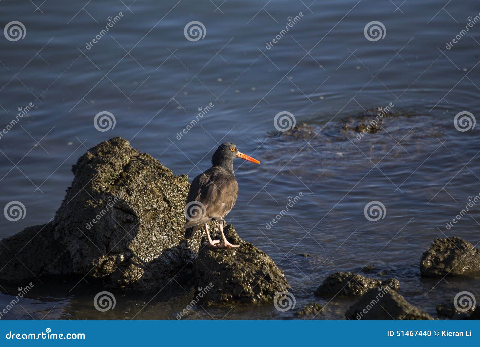 Black Oystercatcher stock photo. Image of north, western - 51467440