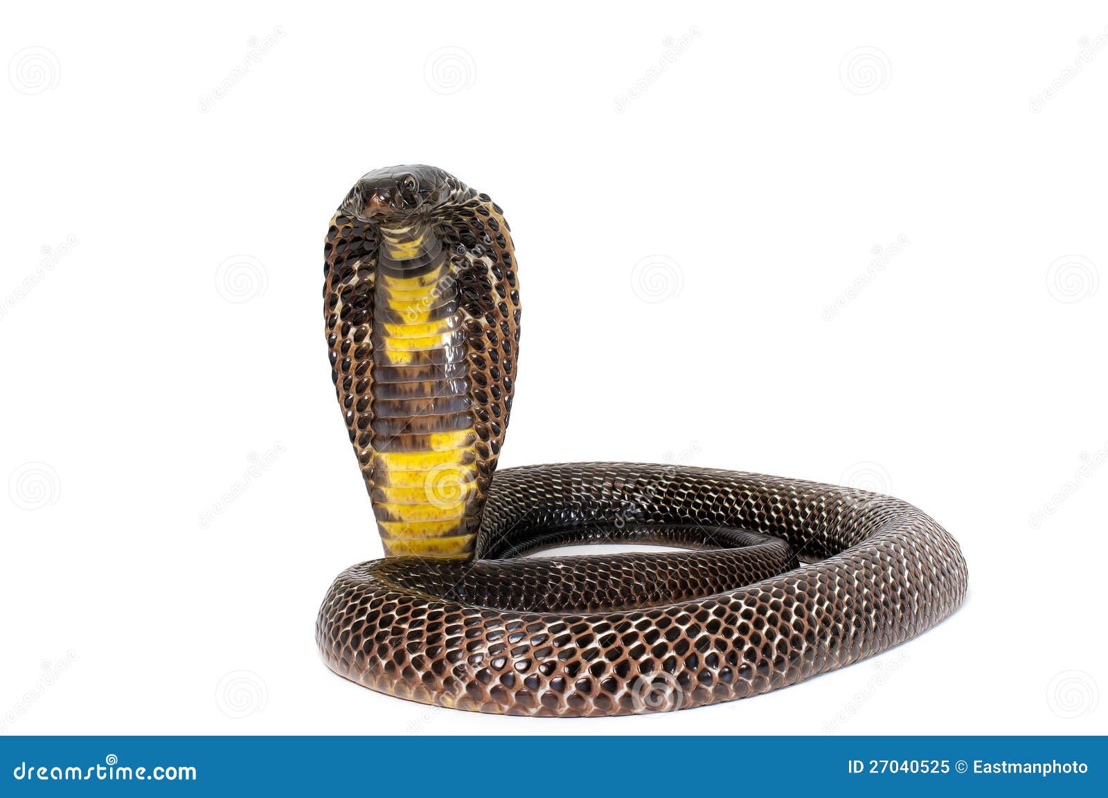 Black King Cobra Snake