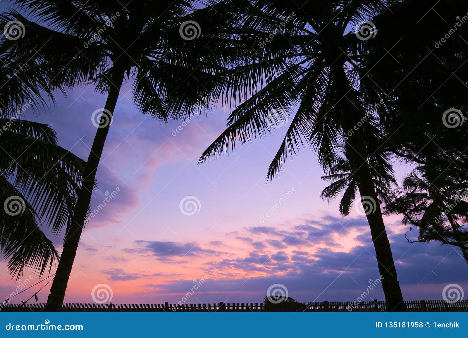 Black Palm Trees Leaves Silhouettes At Pink And Violet Sunset Sky