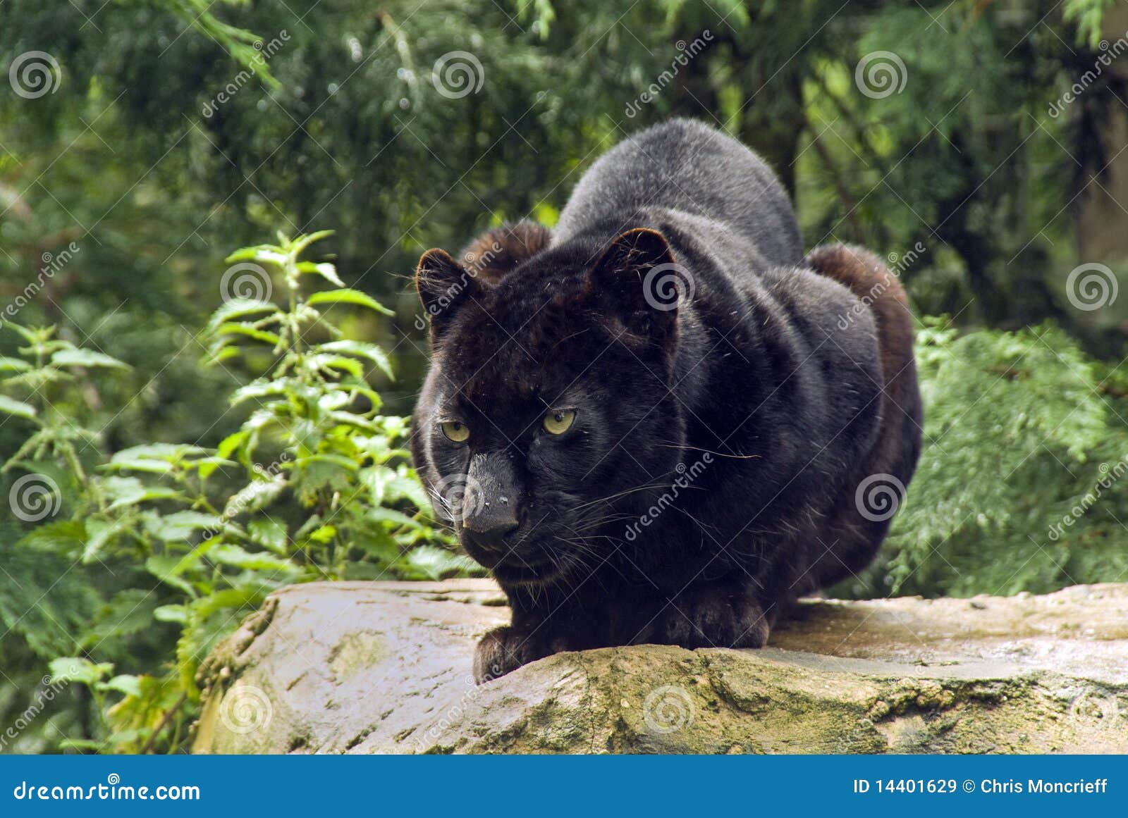 Black Panther stock image. Image of whiskers, furs, snarls 14401629