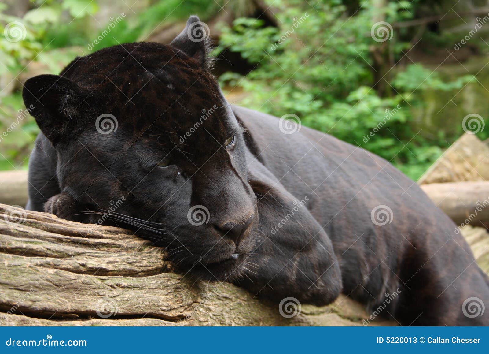 Black Panther stock image. Image of feline, predator, nature 5220013