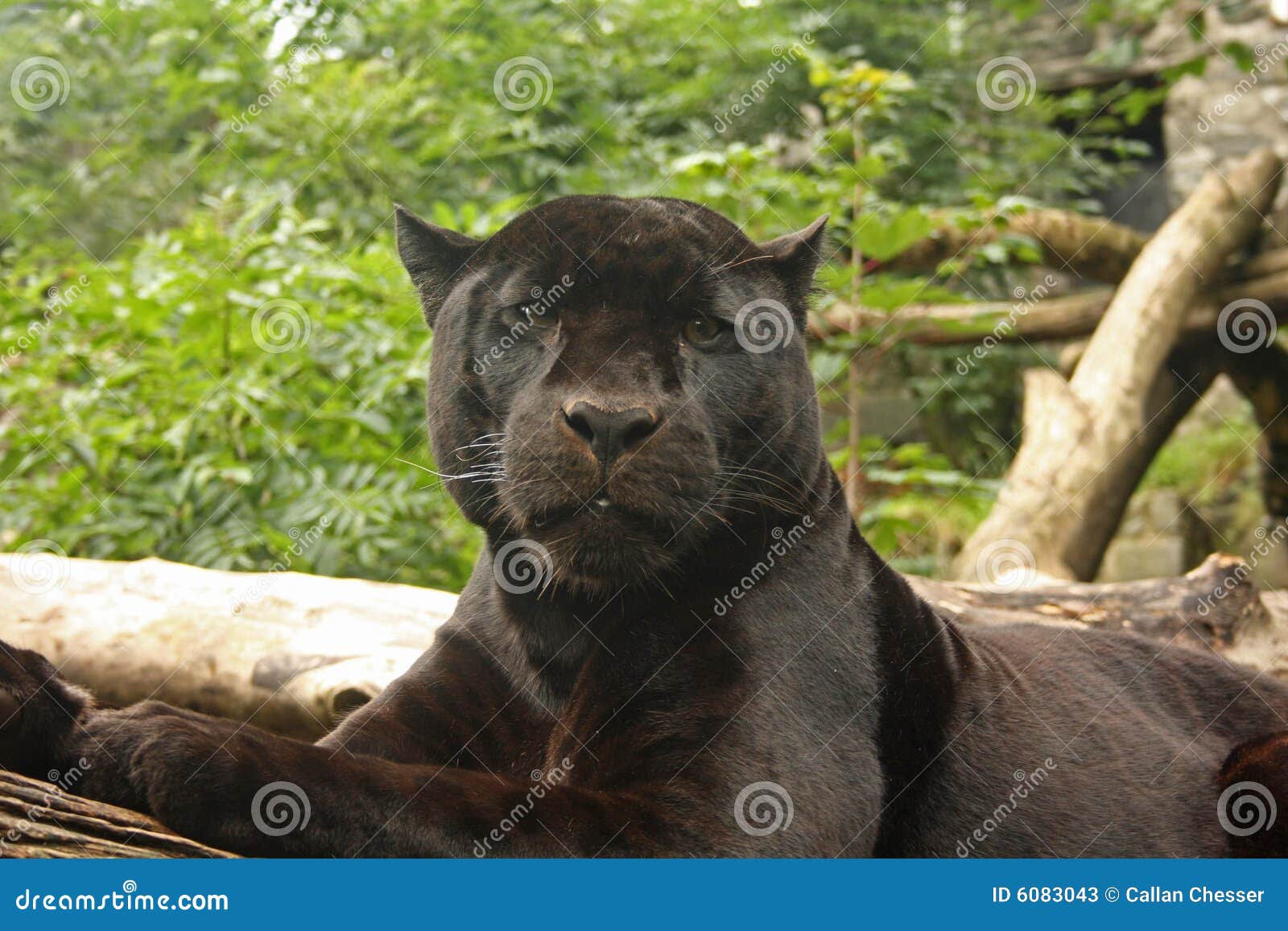 Free Photo  View of black panther in the wild