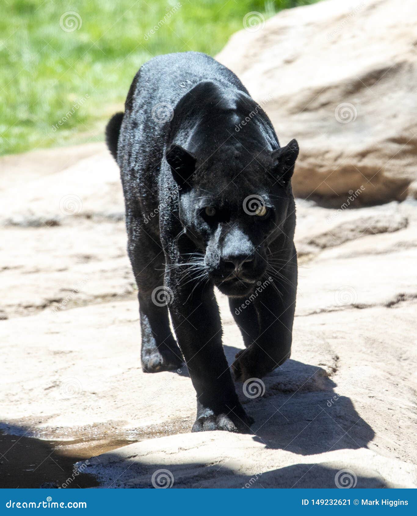 Black Panther Also Known As Jaguar Stock Image - Image of leopard, looking: 149232621 Black Panther Also Known As Jaguar Stock Image - Image of leopard, looking: 149232621