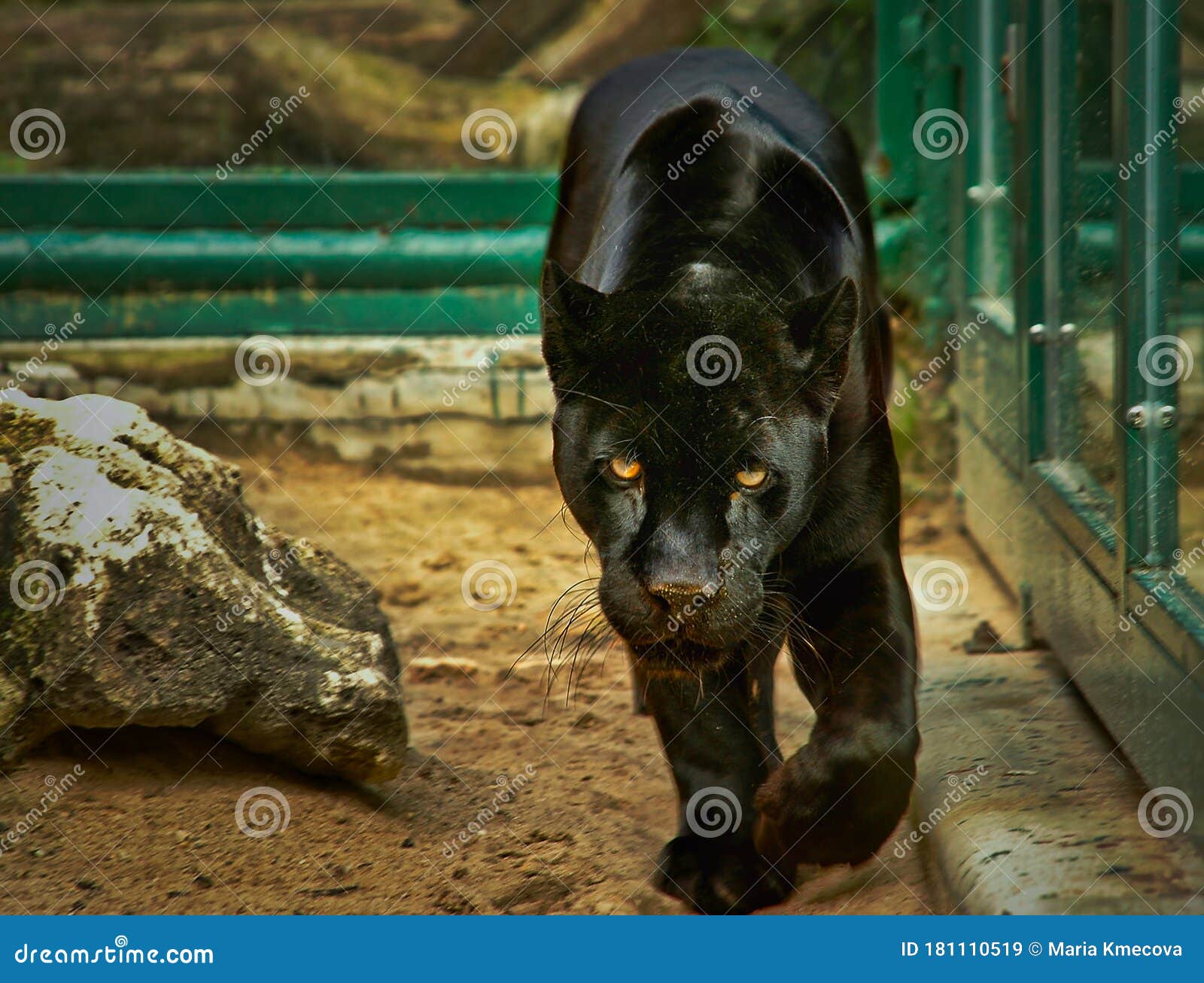 A Black Panther Isolated Walking in the Cage Zoo. Editorial Stock Image - Image of dark, intelligent: 181110519 A Black Panther Isolated Walking in the Cage Zoo. Editorial Stock Image - Image of dark, intelligent: 181110519