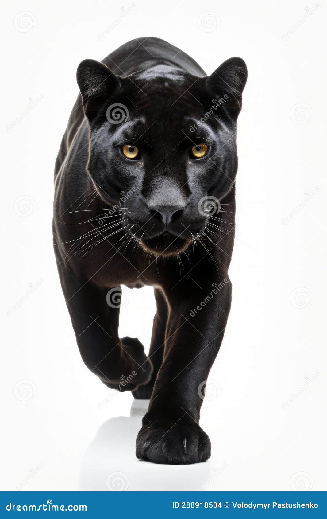 121 Black Panther Running Stock Photos - Free & Royalty-Free Stock Photos  from Dreamstime