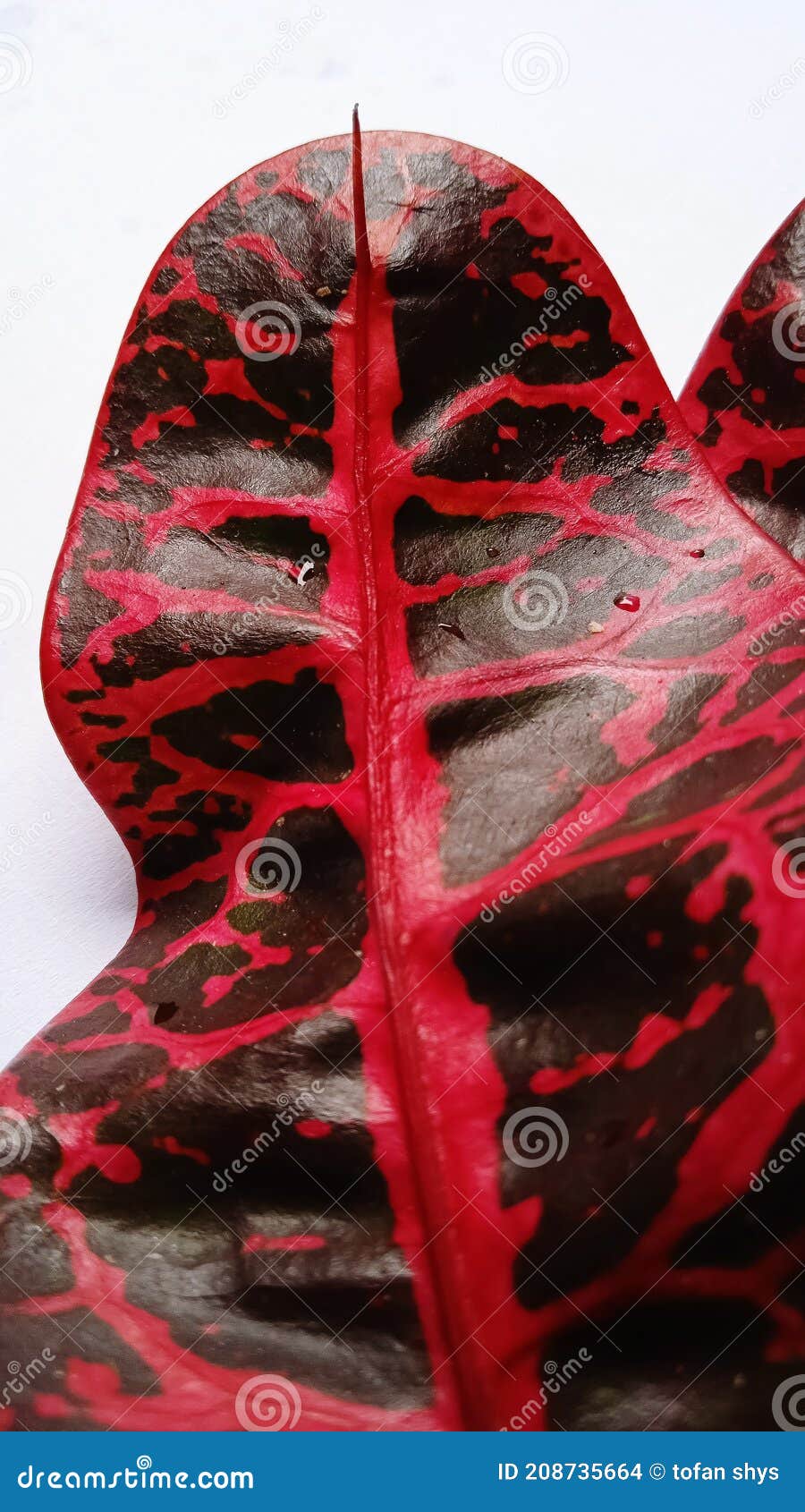 Black Paper Flower Leaf with Red Outline Stock Photo Image of paper