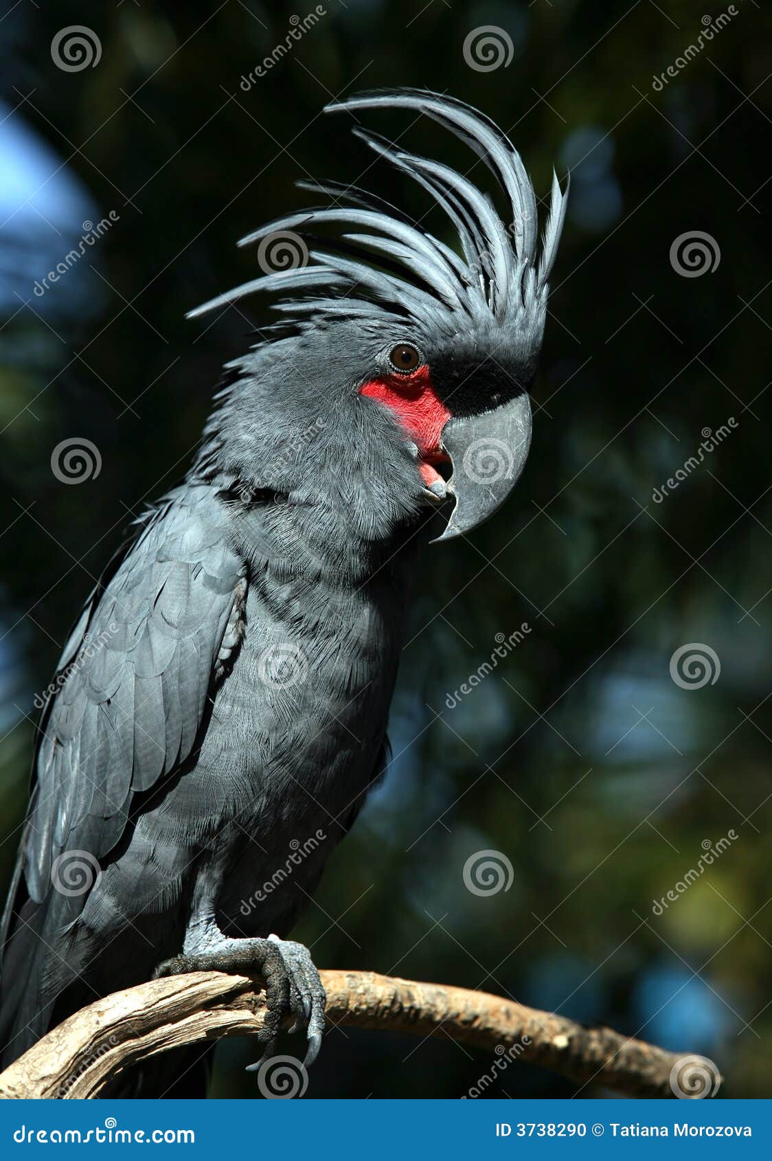 Black Parrot Stock Photo - Image: 3738290