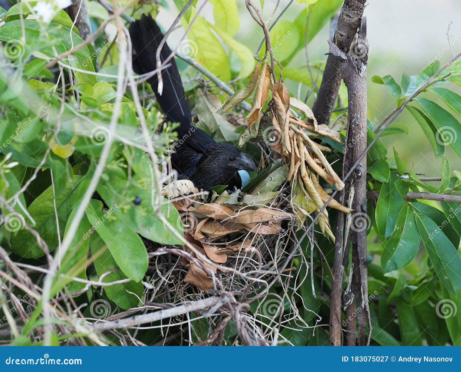 parrot in a nest hatches eggs on a guanabana tree