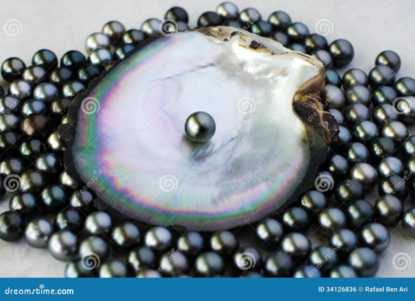 black pearl oyster shell