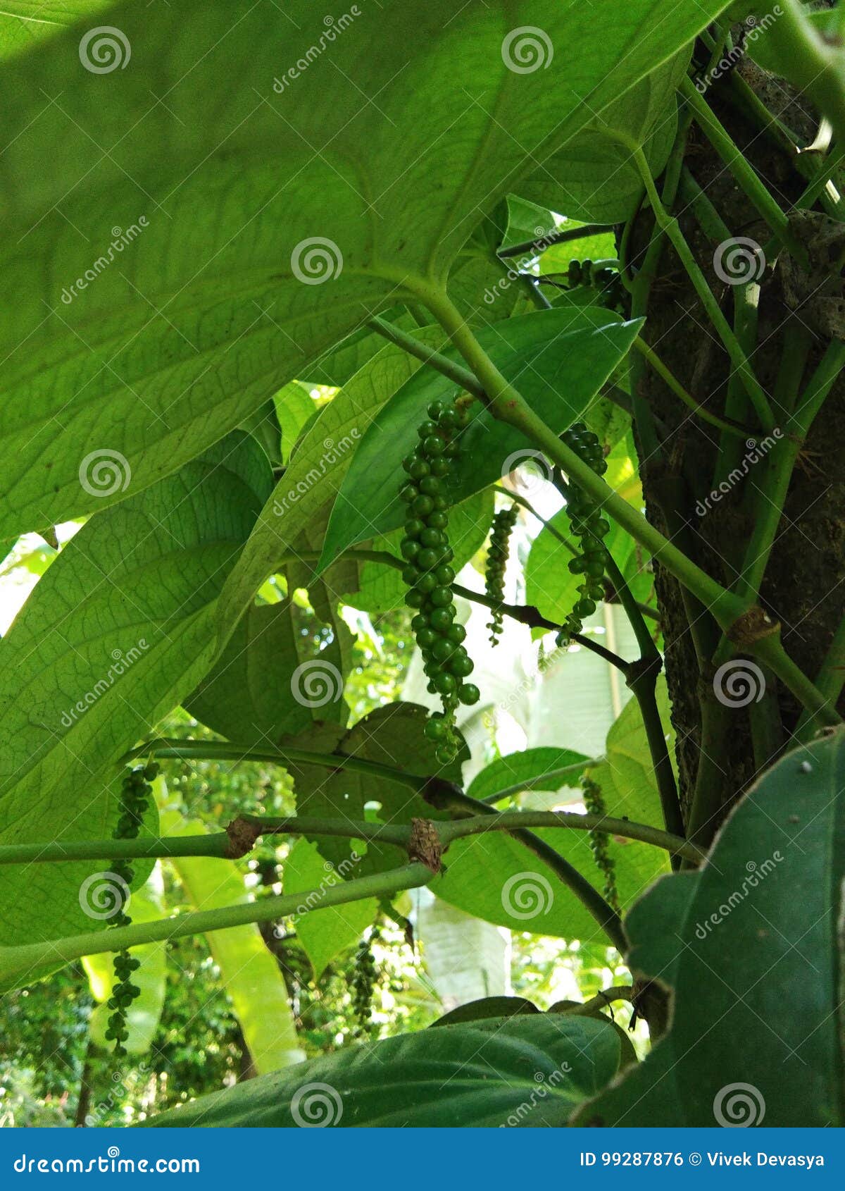 Black pepper stock photo. Image of growing, stage, young 99287876