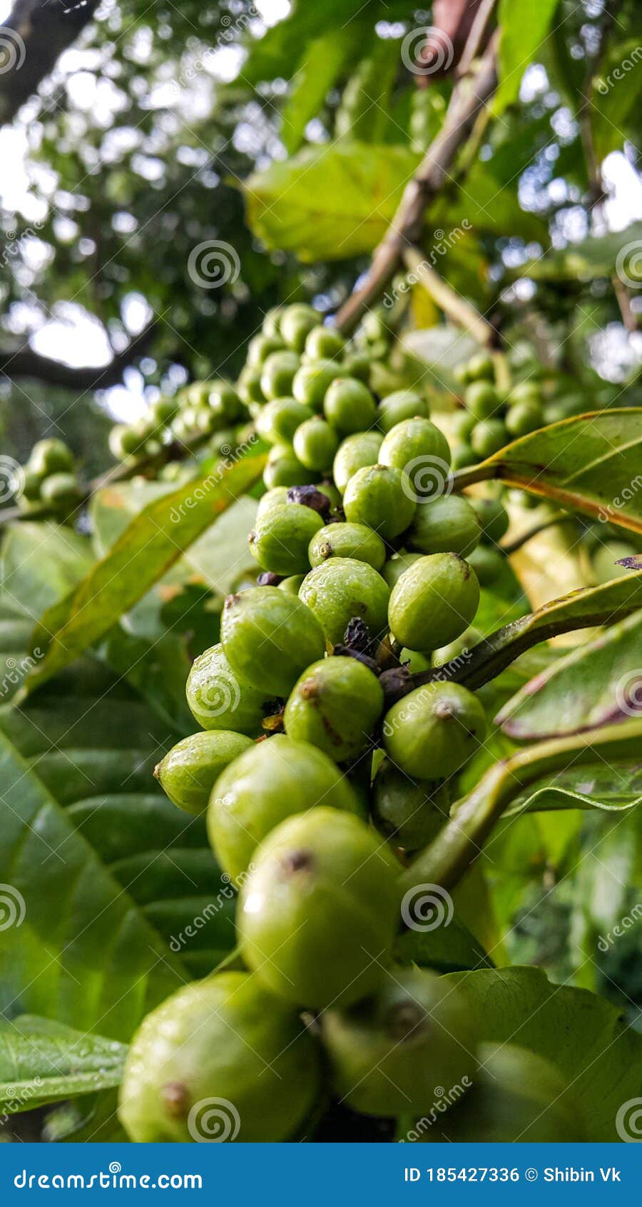 Black Pepper Cultivation in Kerala Stock Photo Image of black