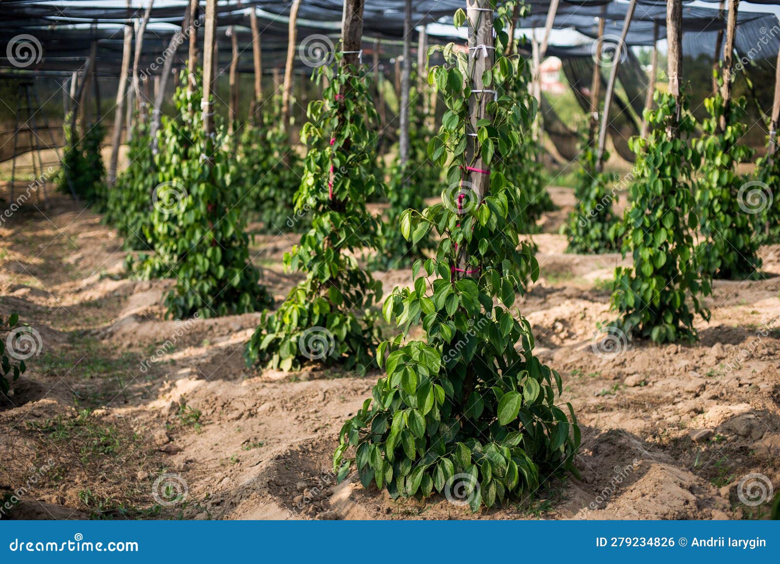 Black pepper plant farm stock photo. Image of spice 279234826