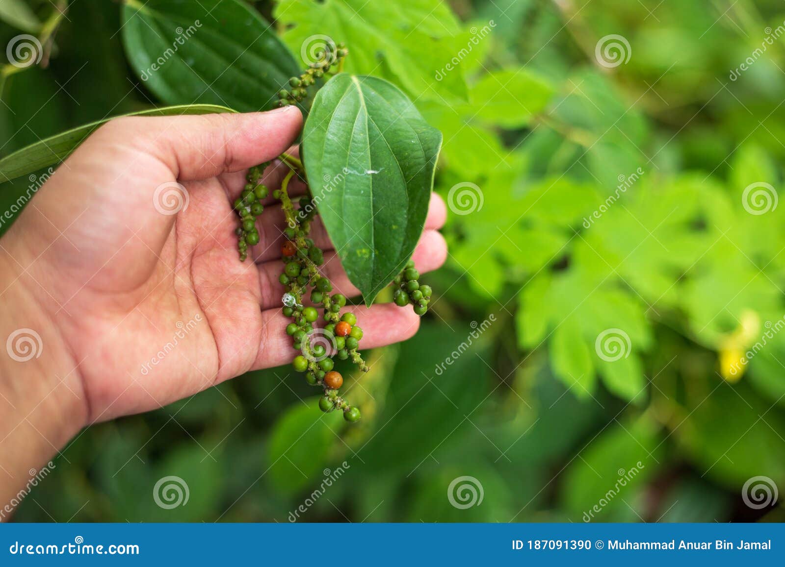 Fresh black pepper on tree stock photo. Image of aromatic 187091390