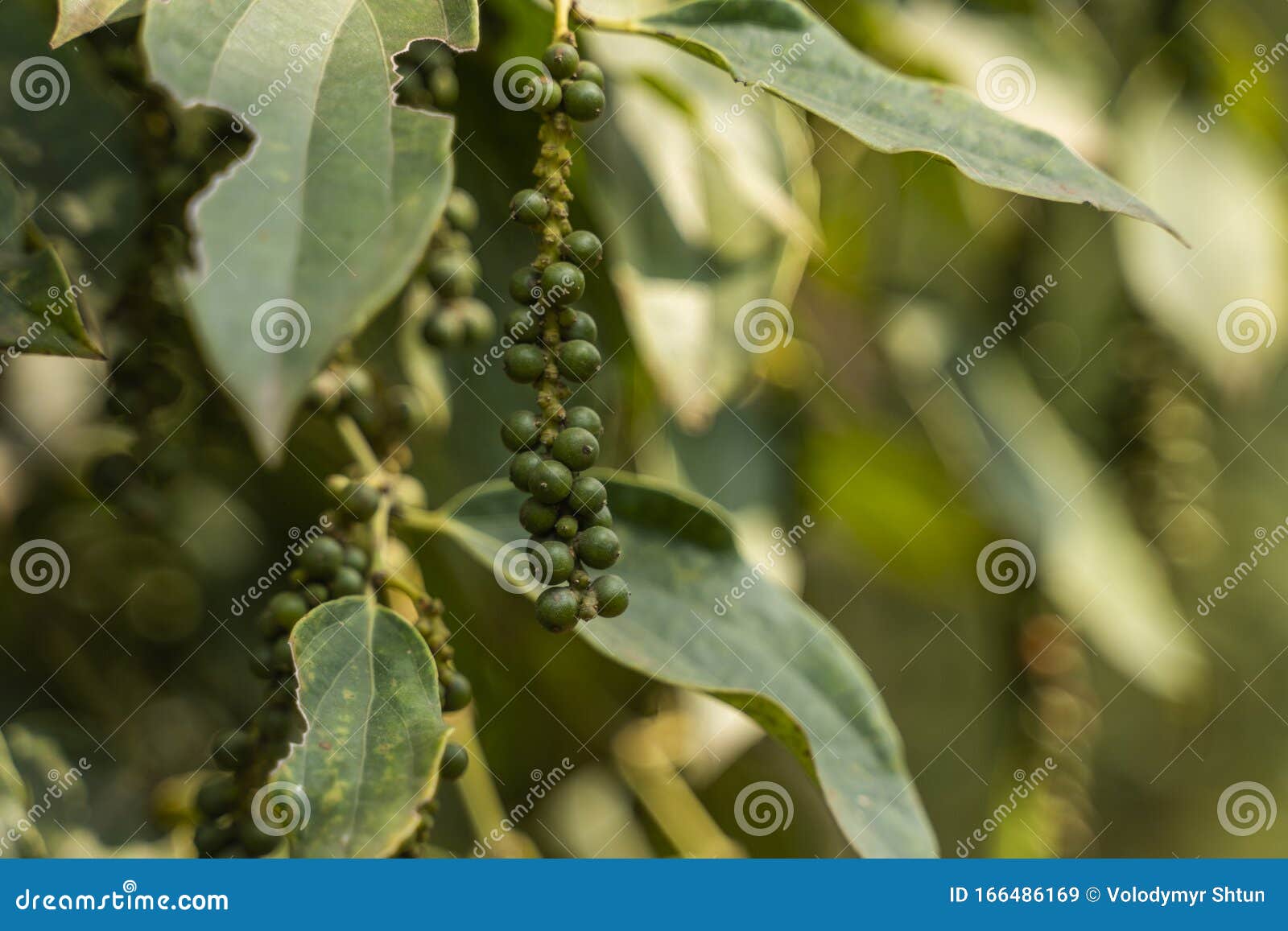 Black Pepper Plants Growing On Plantation In Asia Ripe Green Peppers