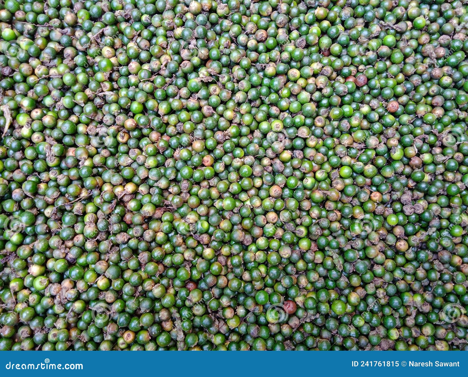 Black Pepper Seeds, Matured Green Peppercorns. Stock Image Image of dish, pepper 241761815