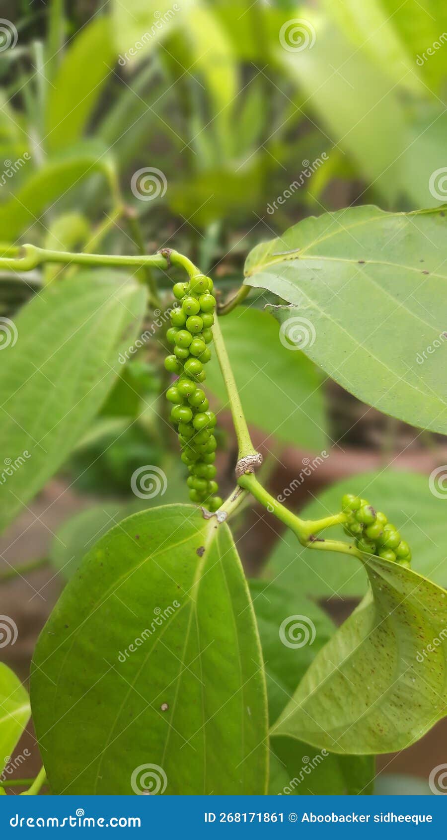 Black Pepper Seeds on Plant Stock Image Image of seeds, food 268171861