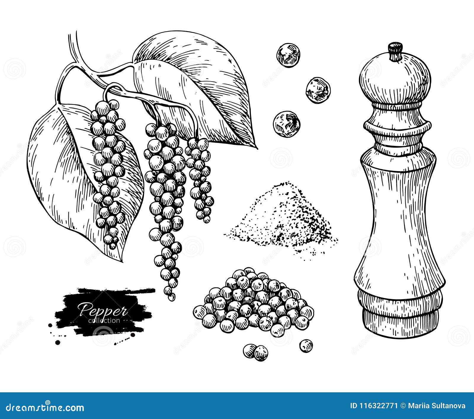 black pepper  drawing set. peppercorn heap, mill, dryed seed, plant, grounded powder.