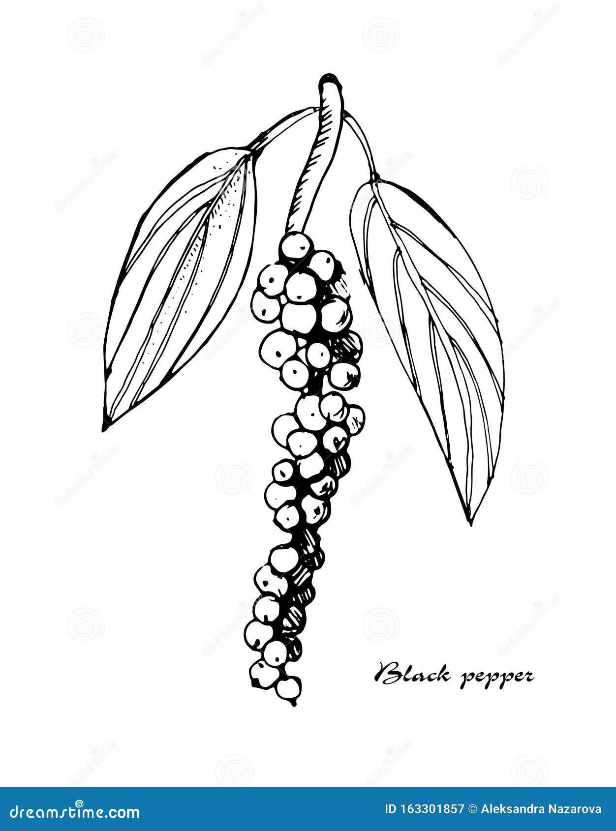 Black Pepper Vector Illustration.Vintage Ink Hand Drawn Pepper