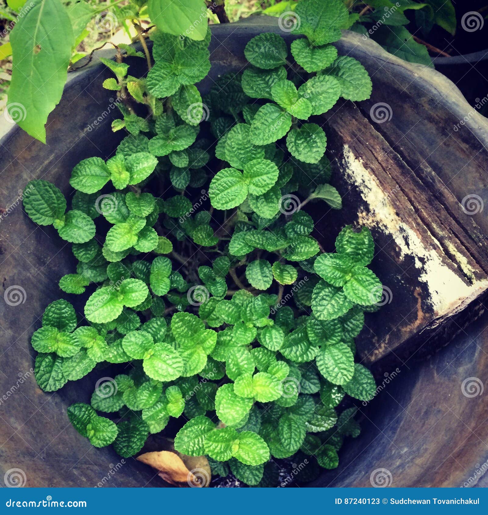 Black Peppermint plant stock image. Image of green, herb 87240123