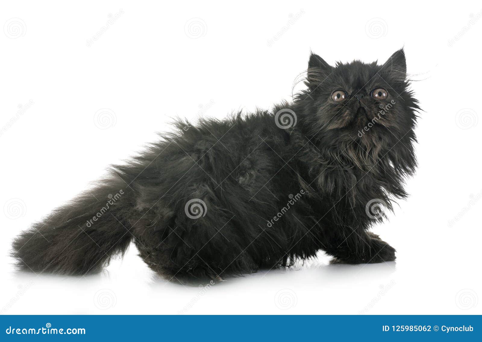 Black Persian Kitten Stock Photo Image Of Exotic Longhair